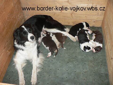 Pejsci BORDER KOLIE s PP po v�born�ch rodi��ch
