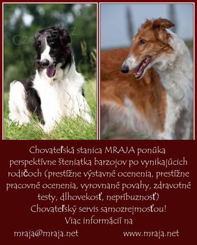 Barzoj - �teniatka rusk�ho chrta s PP