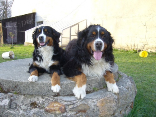 prod�m �t���tka Bernsk�ho sala�nick�ho psa