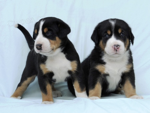 �T�N� K ODB�RU prvn� t�den  PR�ZDNIN