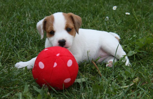 Parson russell terrier � kvalitn� �t���tka s PP