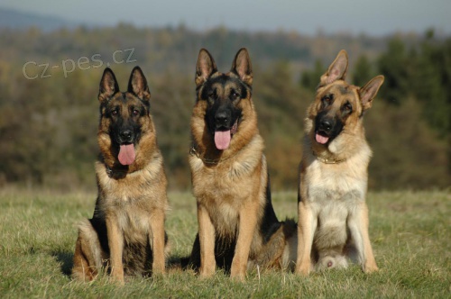 N�meck� ov��k - �t���tka