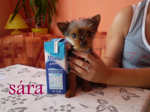 Prod�m jork��rsk�ho teri�ra (mini)