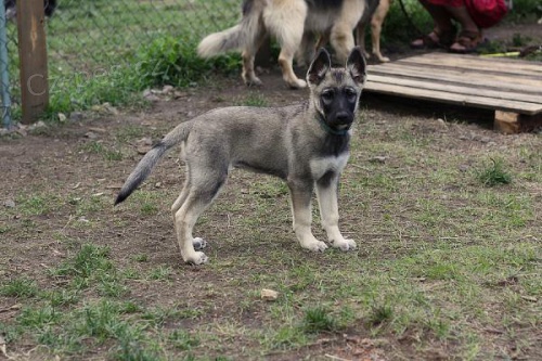 R��enka, k��enec vlka a ov��ka