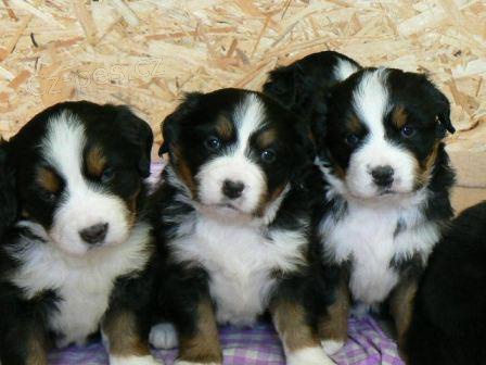 Bernsk� sala�nick� pes