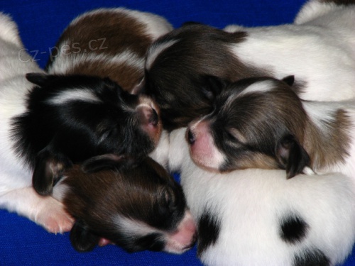 Papillon - �t���tka