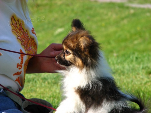 Papillon - mot�lek