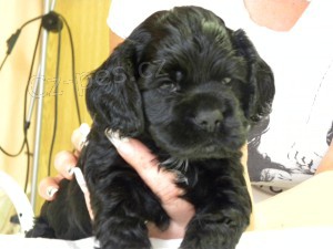 americk� kokr�pan�l bez PP