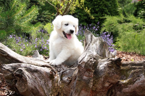 Slovensk� �uva� - �t��ata s PP