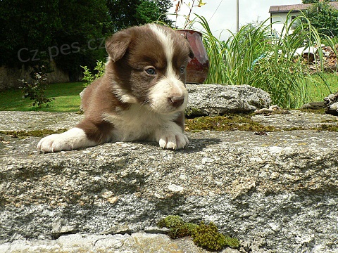 !!!!�t���tka Border kolie - v�b�r z 10ti pejsk�!!!!