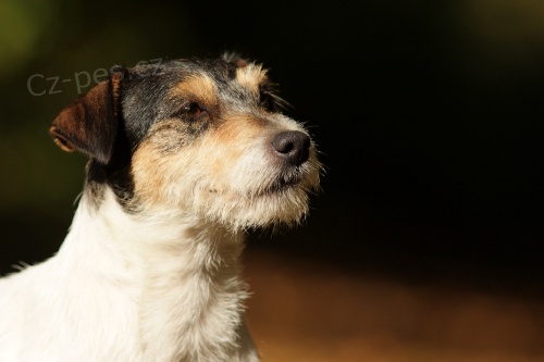 Parson Russell teri�r - �t���tka s PP