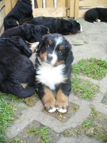 Prod�m �t���tka BSP - pejsky