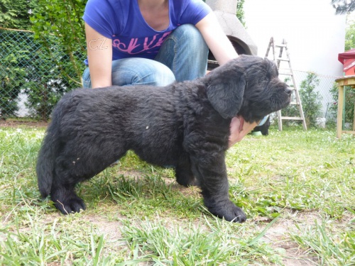 Novofundlandsk� pes - �ERN� PEJSEK a �OKOL�DOV� FENKA