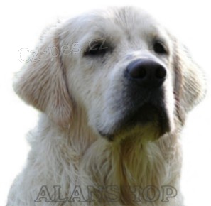 ALANSHOP v�cvikov� �kola ps�