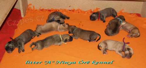 boerboel �t���tka ze zahrani�n�ho kryt�