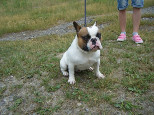 Kr�sn� francouzsk� buldo�ek na kryt�