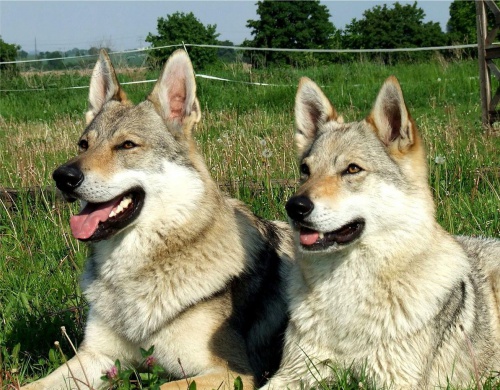 �eskoslovensk� vl��k - �t��ata s PP