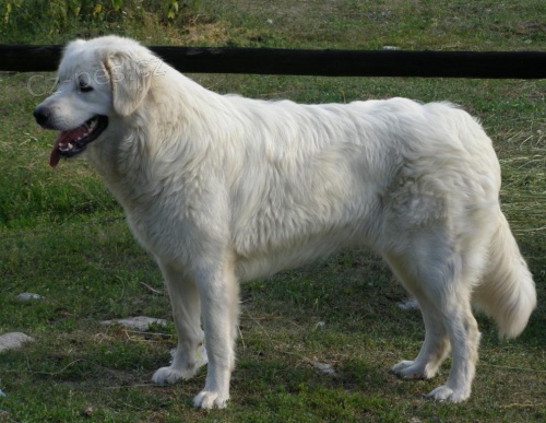 Slovensk� �uva�