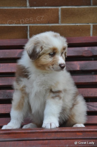 Australsk� ov��k