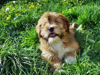 Lhasa Apso