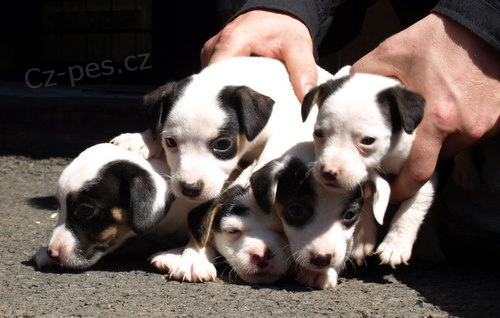 �t�n�tka jack russell terier