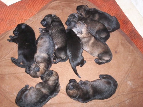 Prod�m �t��ata n�meck�ho ov��ka