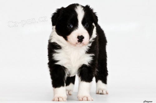 �t���tka border kolie s PP
