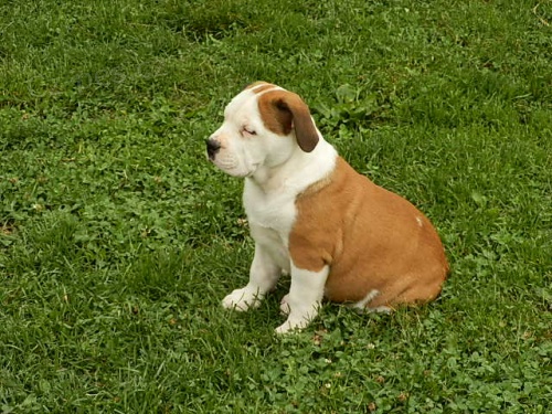 Mazliv� �t���tka - pejsci