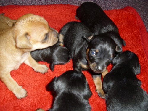 prod�m �t�n�