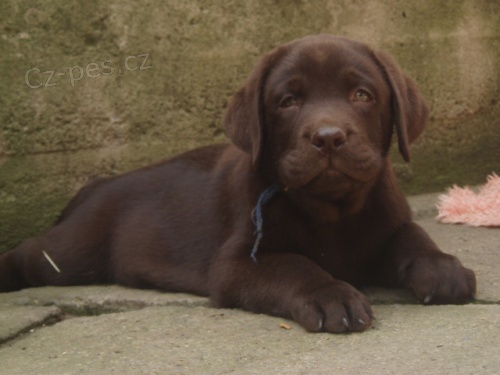 Labradorsk� retriever -�ern� a �okol�dov� �t�n�tka s PP