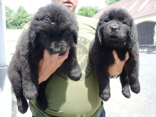 Novofundlandsk� pes bez PP