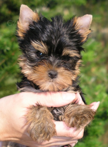 �t��ata jork��ra