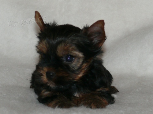 Jork��rsk� terier