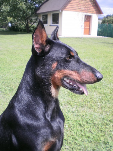 Dobrm�nci k prodeji