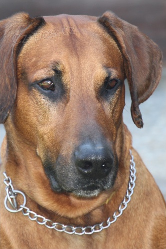 SH�N�ME FENKU NA KRYT�