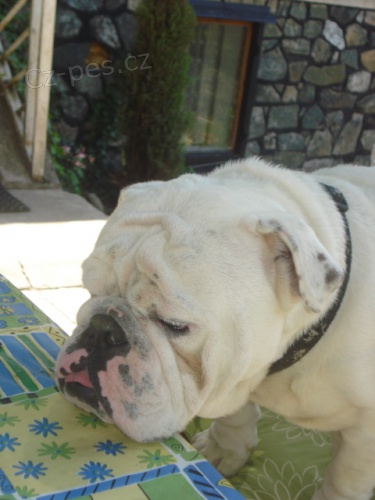 Gerald hled� nev�stu