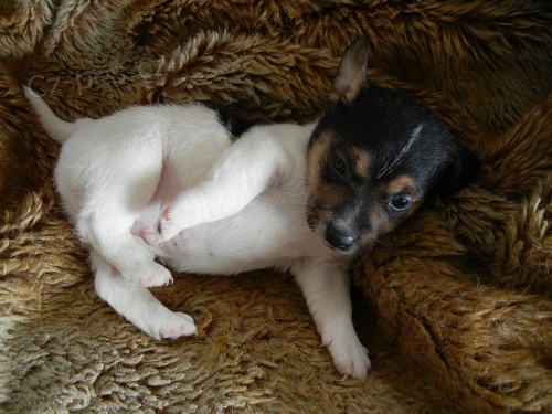 LUXUSN� PEJSEK JACK RUSSELL TERIER - PO RODI��CH S PP!