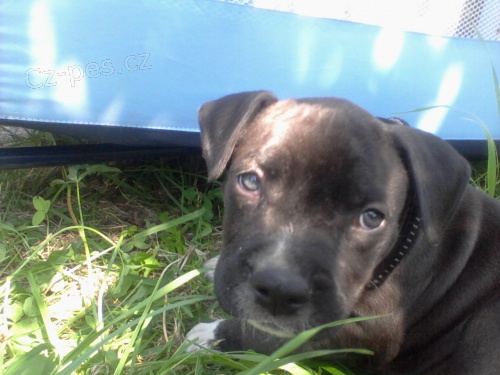 prod�m �t�n� americk�ho staford��rsk�ho teri�ra