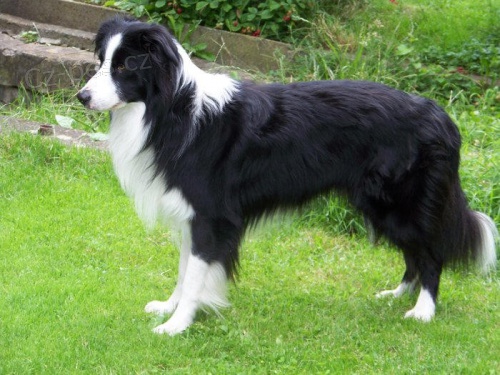 Border kolie - kryt�