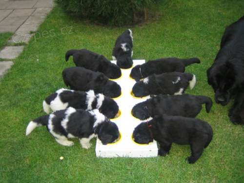 Novofundlandsk� pes s PP