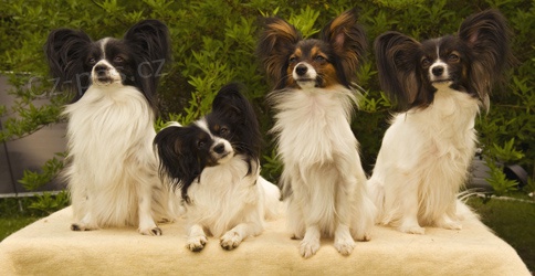 �t��ata papillona