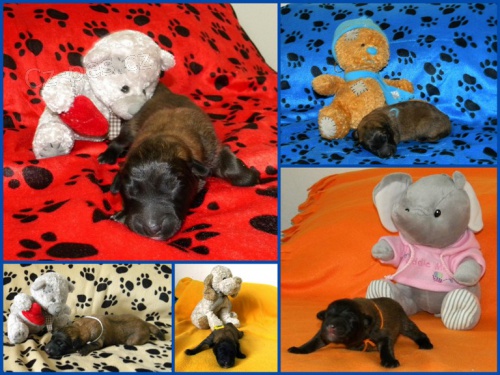 Belgick� ov��k- Tervueren