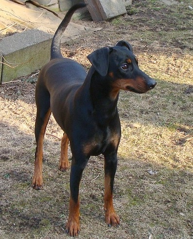 N�meck� pin� - �t���tka s PP !!!