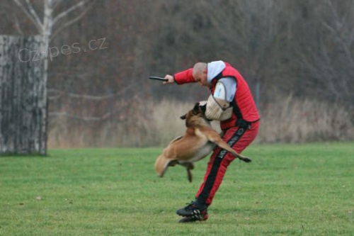 Belgick� ov��k Malinois - �t��ata