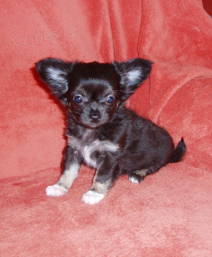 �ivava dlouhosrst�- fenka s PP