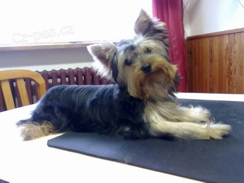 Prod�m 5 m�s��n� fenku Jork��ra