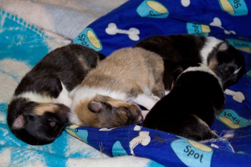 prodam �t�n�tka sheltie