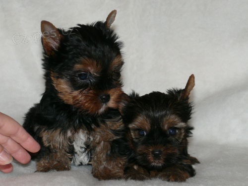 Jork��rsk� terier