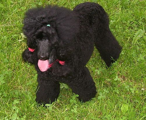 �t�n� st�edn�ho �ern�ho pudla s PP