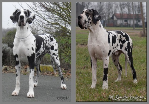 N�meck� doga s PP